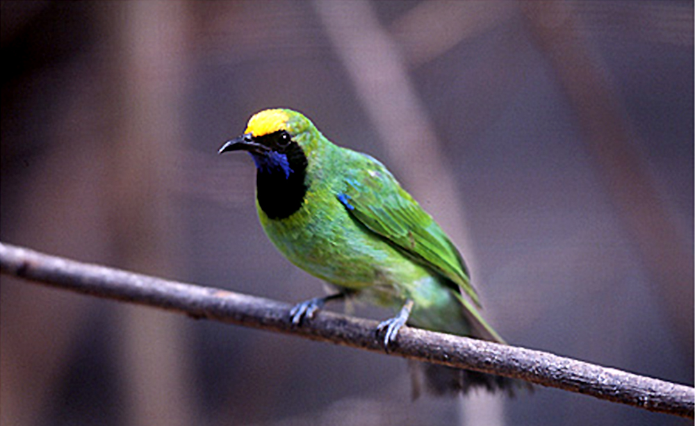 Cucak hijau kepala kuning, burung endemik Sumatera dan sudah menjadi spesies tersendiri.