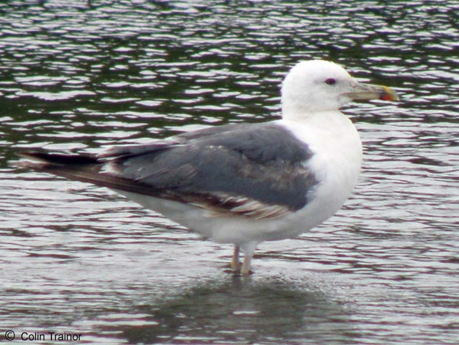 Heuglin’s gull (Larus heuglini) l Foto: orientalbirdimages.com