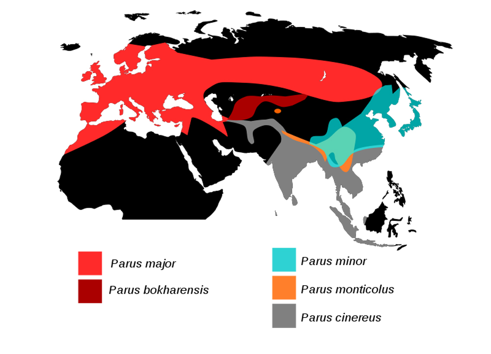 Peta sebaran gelatik batu di seluruh dunia