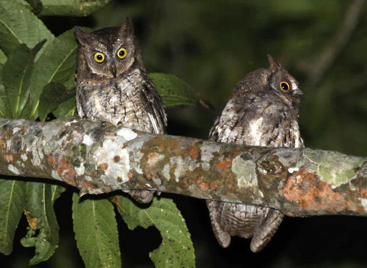 Burung Hantu Rinjani / Rinjani Scops Owl (Otus jolandae)