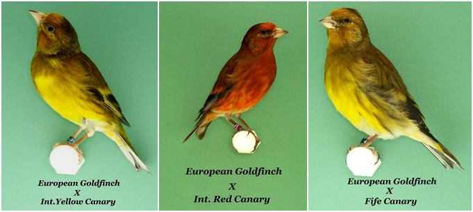 BEBERAPA KENARI HIBRID | Photo charlies song birds