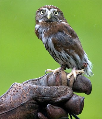 The Northern Pygmy Owl