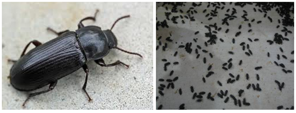 Tenebrio molitor, atau kumbang dari ulat hongkong.