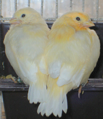 Burung betina dengan warna yang lebih pucat (kiri) dan burung jantan dengan warna muka yang lebih oranye (kanan)
