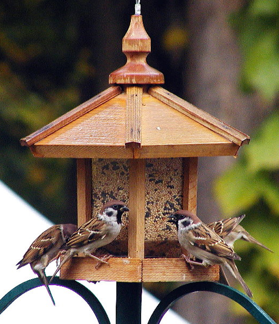 burung gereja makan di feeder