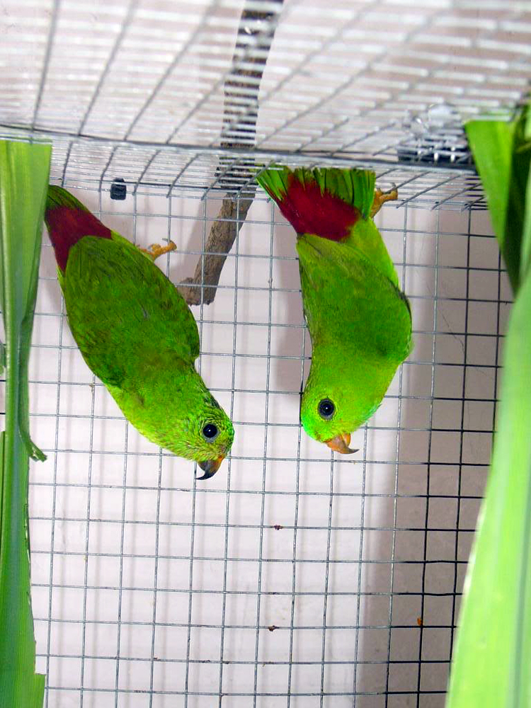 Serindit disebut hanging parrot, karena memiliki perilaku senang menggantung. 