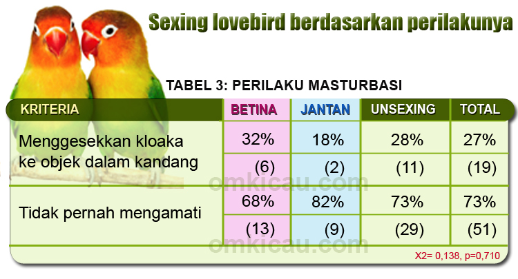 Perilaku masturbasi pada lovebird