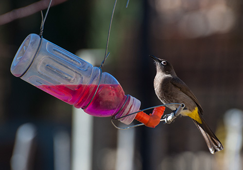 Contoh lainnya dari tempat minum burung dari botol