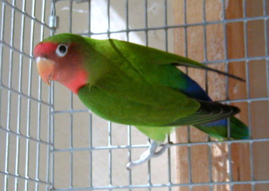 Love bird hybrid dikenali dari ring yang tipis dan paruh dengan warna oranye