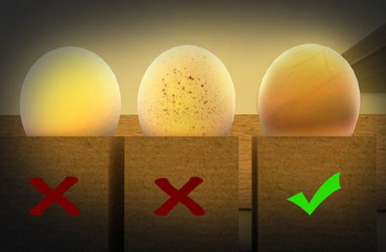 Cara Menetaskan Telur Dengan Mesin Tetas Manual