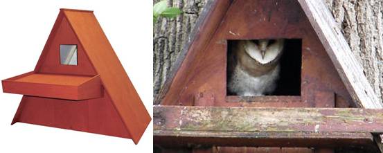 Barn Owl,Burung Barn Owl,kicau burung