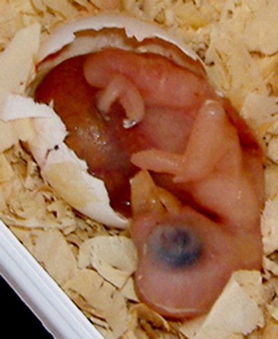 Embrio mati di dalam telur.(foto: avianweb.com)
